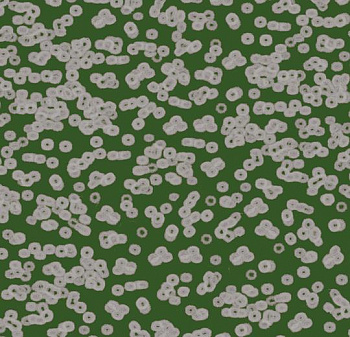 990403 Bacteria